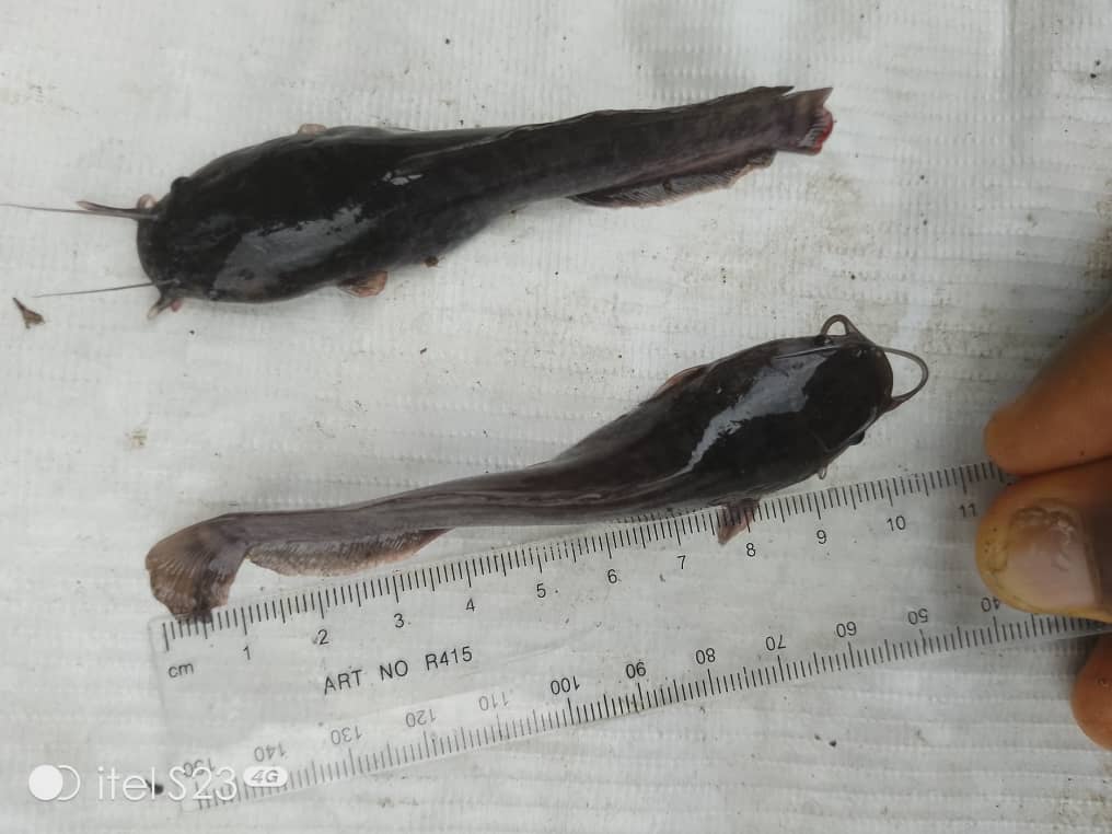 Clarias Catfish juveniles