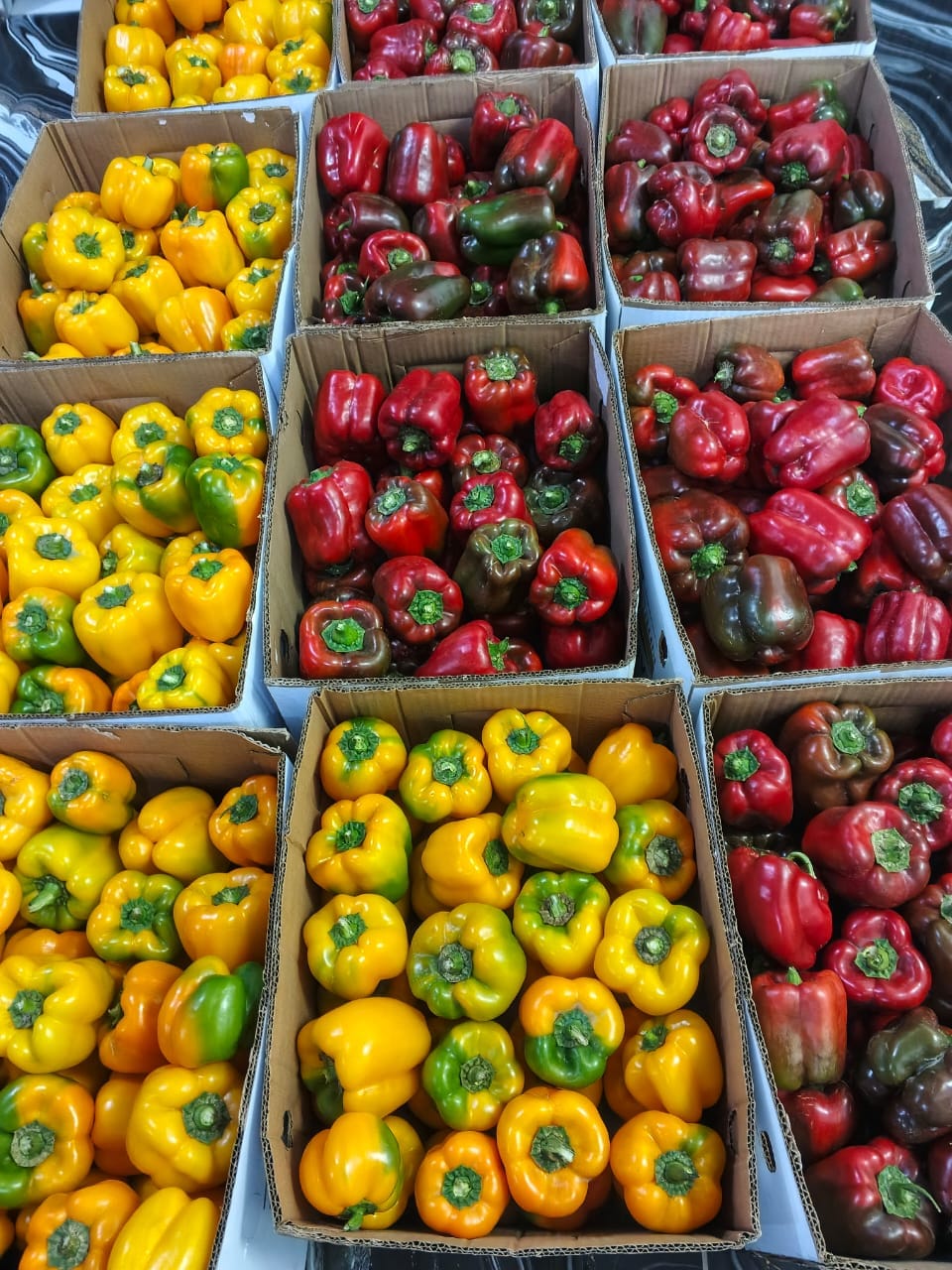 Bell Peppers