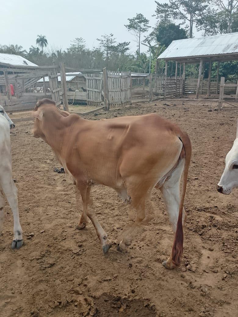 Cow